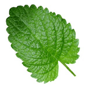 Mentha piperita leaf